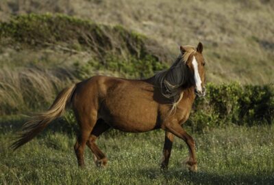 Pregnant Pony